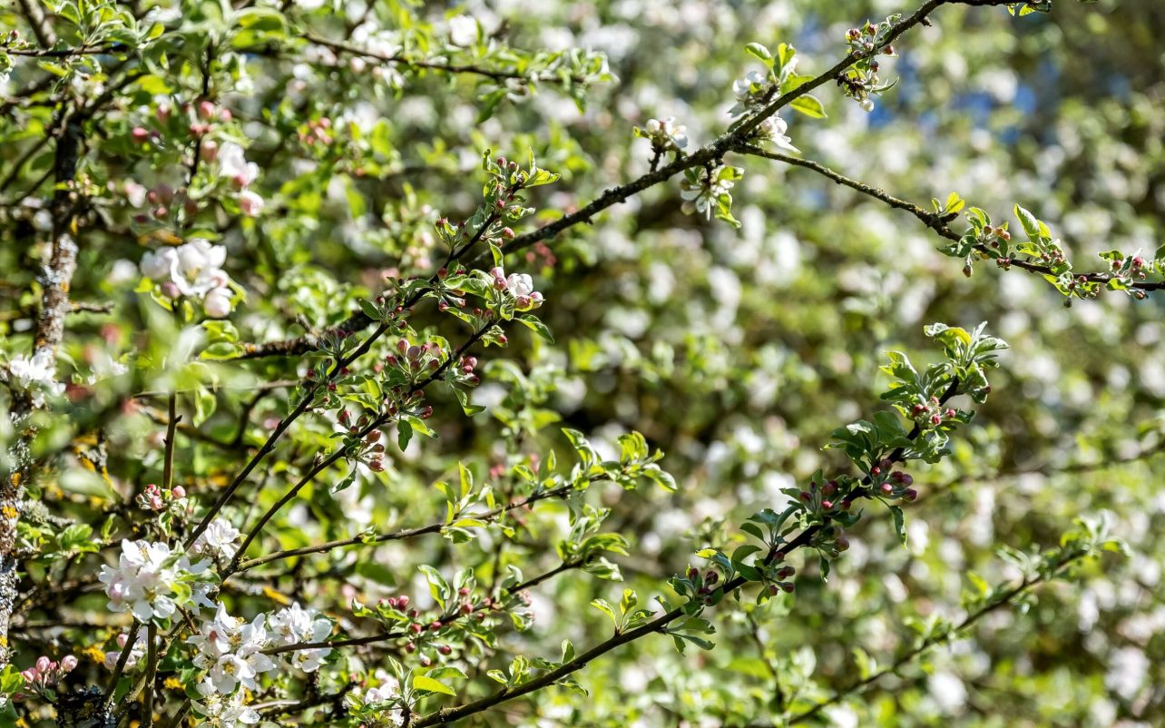 Blomstrende kirsebÃ¦rtrÃ¦