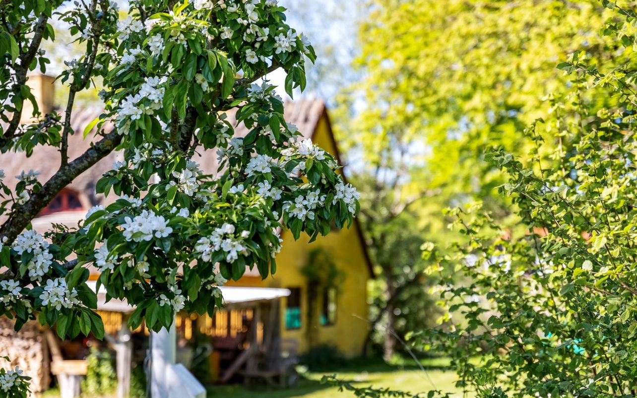 ParadisÃ¦bletrÃ¦ i blomst