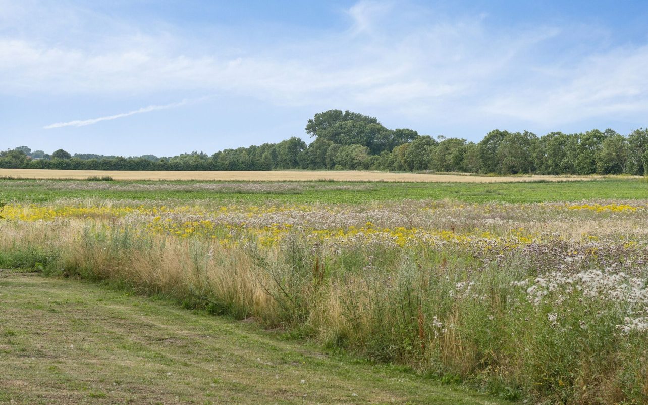 Udsigten fra haven