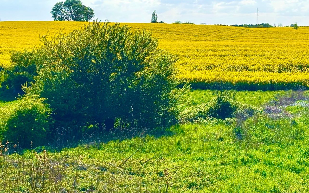 Udsigten